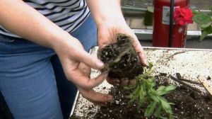 _83288927_compost_plant_hands